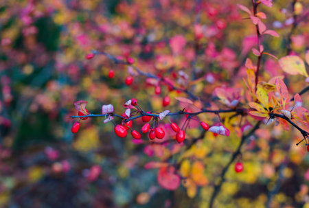 Decorative barberry bushes with fiery leaves and red berries. Autumn landscapeの写真素材