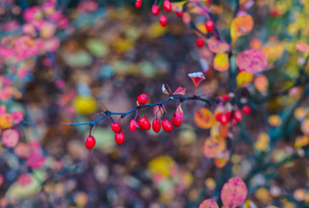 Decorative barberry bushes with fiery leaves and red berries. Autumn landscapeの写真素材