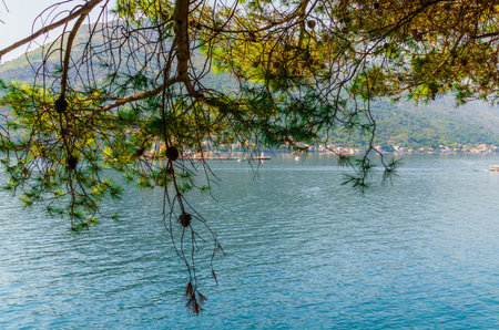 The branches of the seaside pine strewn with cones on the shore of the Bay of Kotor in Montenegro