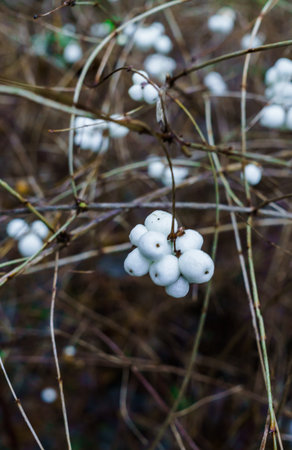 White berries on bare branches in the winter forest.White berries on bare branches in the winter forestの写真素材