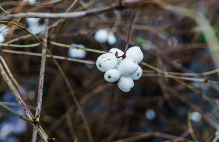 White berries on bare branches in the winter forest.White berries on bare branches in the winter...