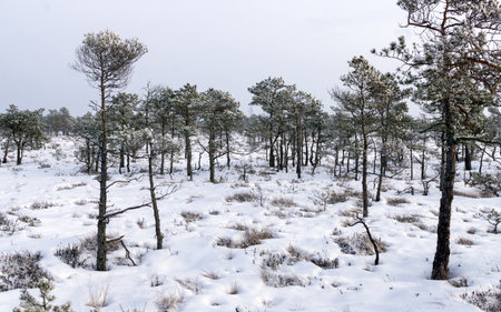 Kemeri National Park in Latvia, covered with snow in winter