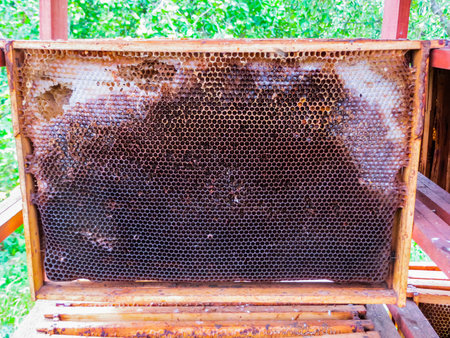Wax frames after pumping honey from them