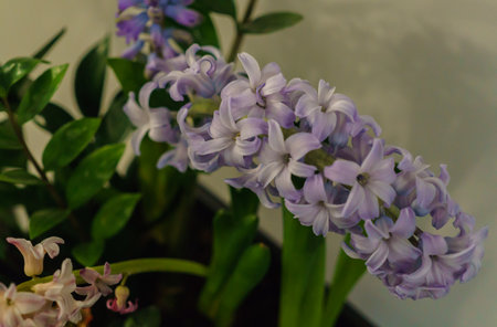 Gentle lilac branch of hyacinth in a flower pot.