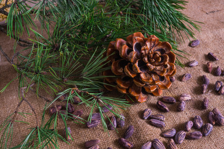 A beautiful cedar cone, along with nuts