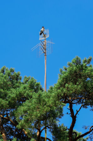 The black crow is high on the TV antennaの写真素材