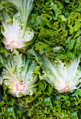 Fresh, organic bunches of lettuce grown on the farmの写真素材