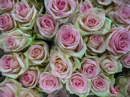 A bouquet of fresh beautiful pale pink roses in a vaseの写真素材