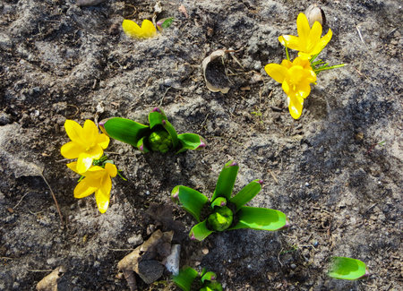 Beautiful yellow crocus flowers on a sunny spring day in the gardenの写真素材