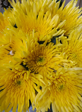 Beautiful yellow, needle chrysanthemums in a vase, as a background image.の写真素材