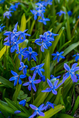 Blooming in early spring blue-blue flowers of Siberian woodlandの写真素材