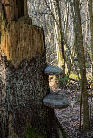 Chaga mushroom grown on a broken tree in the forestの写真素材