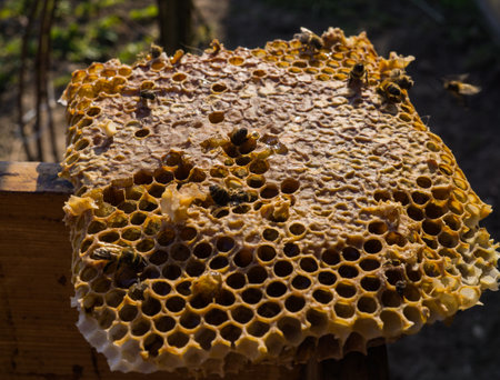 Bees eat the last honey from honeycombs