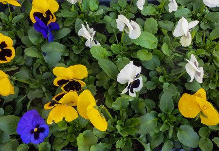 Close-up of multicolored yellow and purple pansyの写真素材