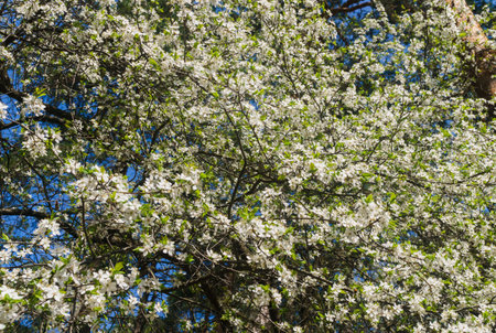 Cherry-plum branches sprinkled with white flowers against a blue sky