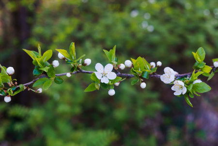 Swollen flower buds together with snow-white cherry-plum flowers against the background of spring...
