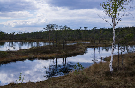 Swamp in a forest on early spring
