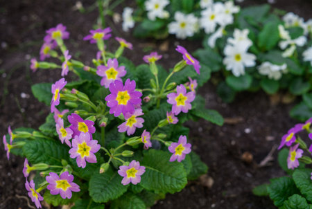 Colorful spring primroses flowers. rimula in spring garden. Pink primroseの写真素材