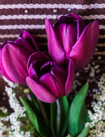 Still life of purple tulips with spirea sprigsの写真素材