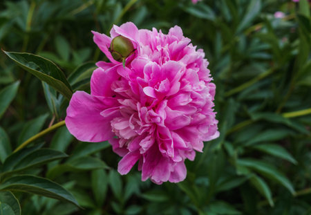Luxurious bud of pink peony in the midst of green leaves.の写真素材