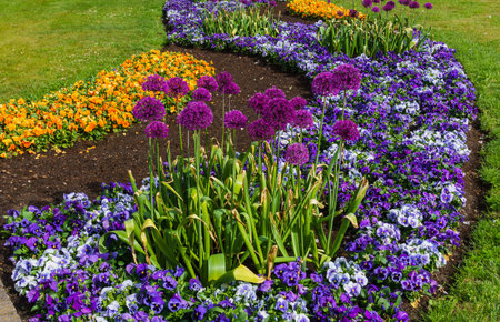Multicolored flower beds of pansies and other flowers in the city parkの写真素材