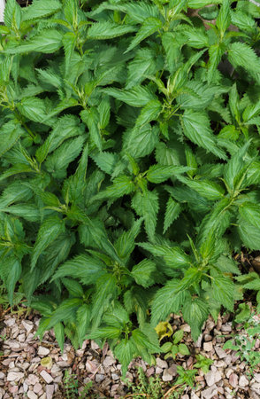 Background of young green shoots of nettleの写真素材