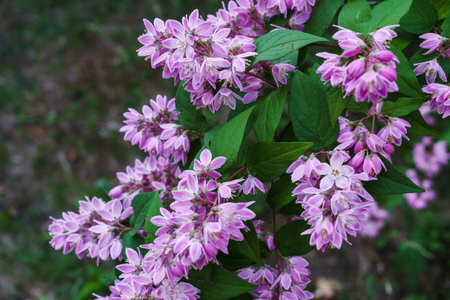 Beautiful branches of decorative pink jasmine in the summerの写真素材
