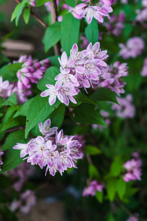Beautiful branches of decorative pink jasmine in the summerの写真素材