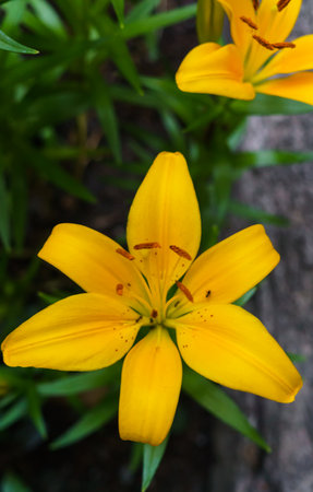 Beautiful yellow lily flowers in the summer garden