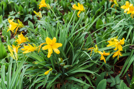 Flowers of yellow daylilies in the garden in the middle of summerの写真素材