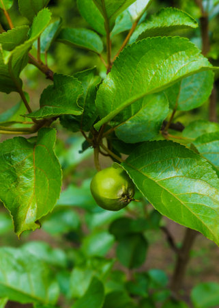 Fruits entwined after the flowering of green apples on the branchの写真素材