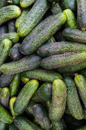 Fresh, green cucumbers in a wooden box in the store.の写真素材