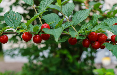 Red berries of a felted cherry on the branches. Little cherry berriesの写真素材