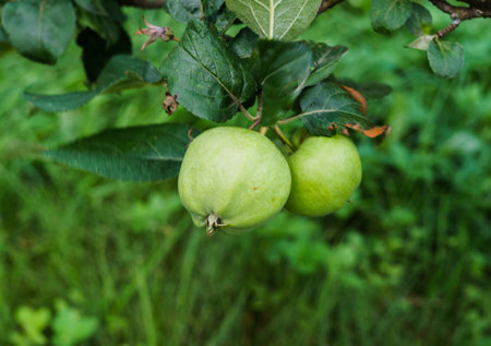 Green apples ripen on the branches of an apple treeの写真素材