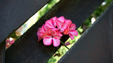 Blooming pink geranium flower in the garden