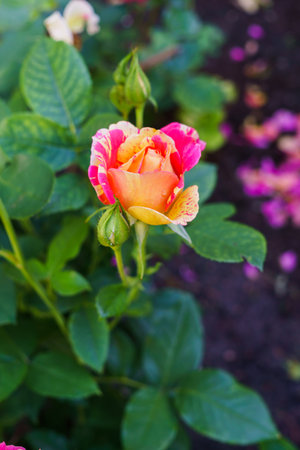 Beautiful bud of yellow pink roses with a garden in the village. Summer landscapeの写真素材