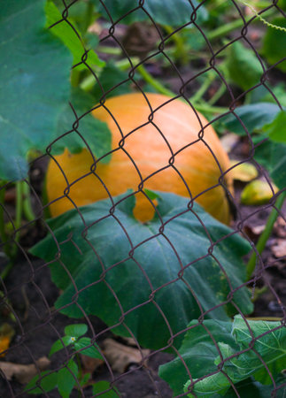 Large orange pumpkin in a vegetable garden on a farmの写真素材