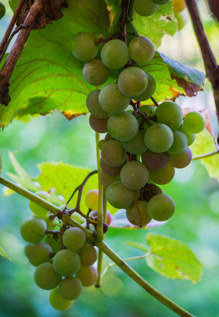 Ripe plants of white wine in the vineyard. New crop close-upの写真素材