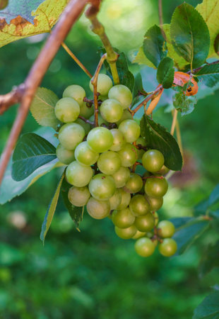 Ripe plants of white wine in the vineyard. New crop close-up