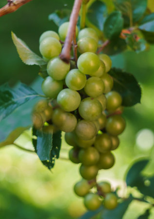 Ripe plants of white wine in the vineyard. New crop close-upの写真素材