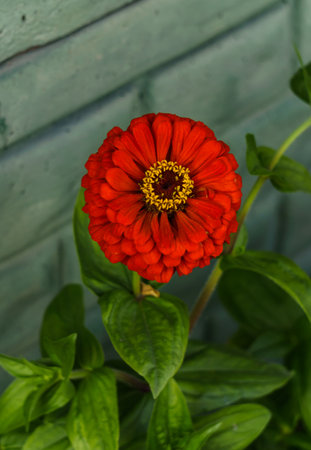 blooming multi-colored flowers of zinnia on the background of green leaves on a sunny dayの写真素材