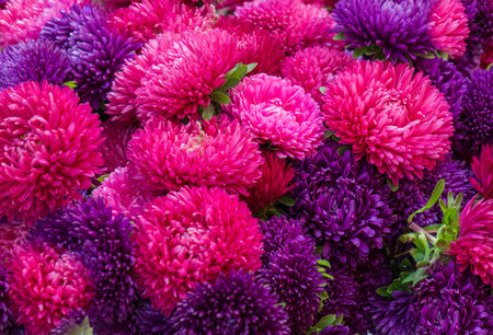 Bouquet of pink and purple asters. Background of bright flowersの写真素材
