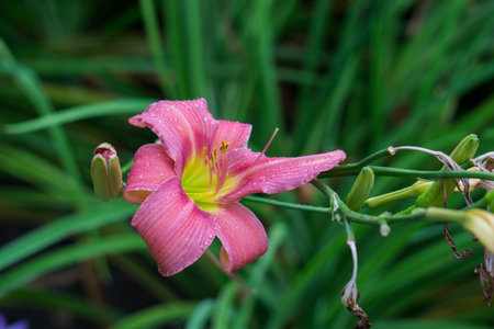 Beautiful flowers of pink daylilies bloomed in the city gardenの写真素材