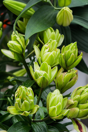 A beautiful bouquet of unusual lilies with green buds in a vaseの写真素材