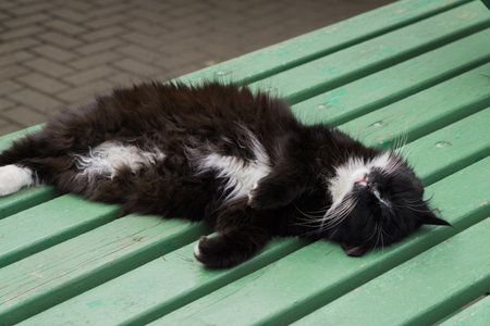 Black-white cat sleeps on a park benchの写真素材