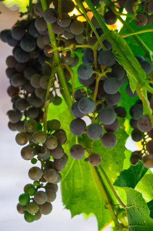 A bunch of dark blue grapes on a branch in the garden
