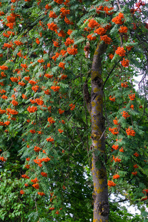 Bunches of red mountain ash on branches. Autumn landscapeの写真素材