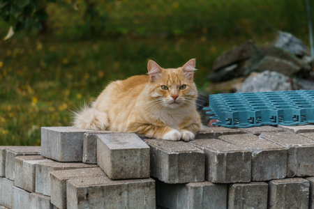 A red cat sits on the paving stones in the yardの写真素材