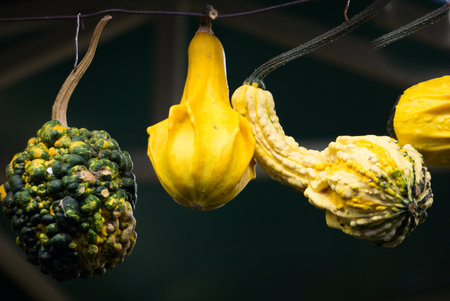 Group of beautiful decorative pumpkins of unusual shape, close-up on the marketの写真素材