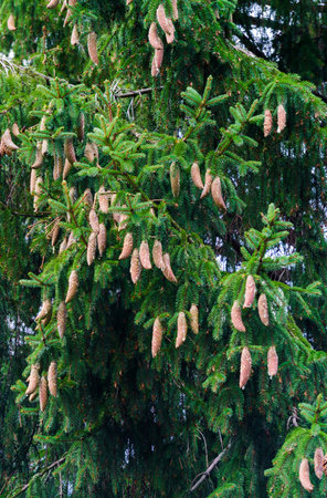 Spruce tree with young cones growing on itの写真素材